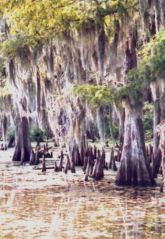 A picture I took on a Louisiana swamp cruise.  That's Spanish moss hanging from the trees and the "knees" (tree roots) sticking out of the water